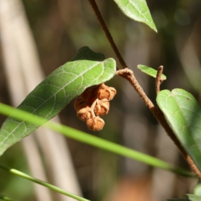 Artoria howquaensis at Spence, ACT - 11 Nov 2024 by kasiaaus