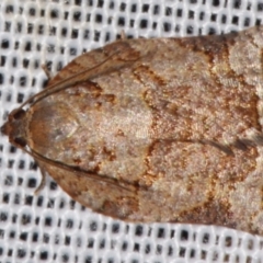 Anisogona simana (A Tortricid moth (Epitymbiini)) by PJH123