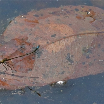 Austrocnemis splendida at Gibberagee, NSW - 7 Nov 2018 by AaronClausen