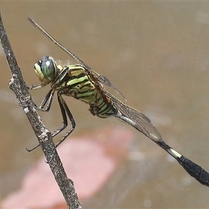 Orthetrum sabina at Gibberagee, NSW by AaronClausen