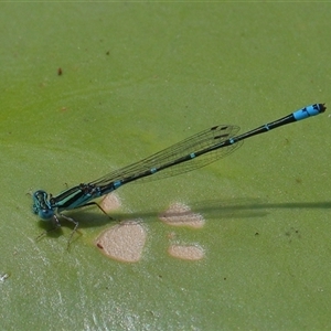 Austroagrion watsoni at Gibberagee, NSW by AaronClausen