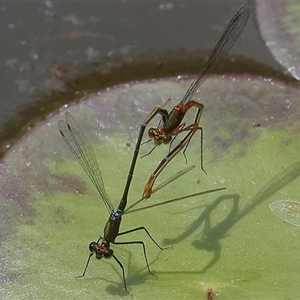 Austrocnemis splendida at Gibberagee, NSW by AaronClausen