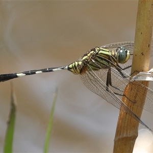 Orthetrum sabina at Gibberagee, NSW by AaronClausen