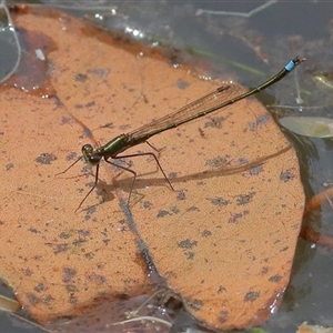 Austrocnemis splendida at Gibberagee, NSW by AaronClausen