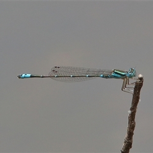 Austroagrion watsoni at Gibberagee, NSW by AaronClausen