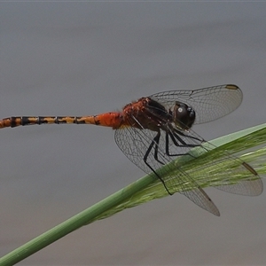 Diplacodes melanopsis at Gibberagee, NSW by AaronClausen