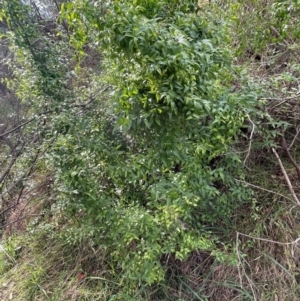 Asparagus asparagoides at Bruce, ACT - 25 Jul 2024 10:14 AM