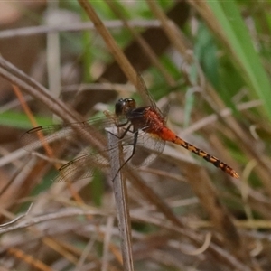 Diplacodes melanopsis at Gibberagee, NSW by AaronClausen