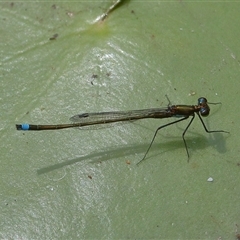 Austrocnemis splendida at Gibberagee, NSW - 6 Nov 2018 by AaronClausen