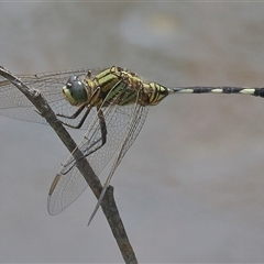 Orthetrum sabina at Gibberagee, NSW - 6 Nov 2018 by AaronClausen