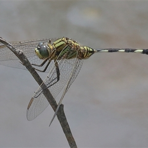 Orthetrum sabina at Gibberagee, NSW by AaronClausen