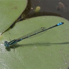 Austroagrion watsoni at Gibberagee, NSW - 6 Nov 2018 by AaronClausen