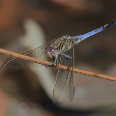 Orthetrum caledonicum at Gibberagee, NSW - 4 Nov 2018 by AaronClausen