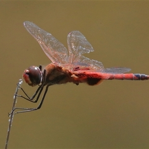 Tramea loewii at Gibberagee, NSW by AaronClausen