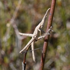 Heide amiculi (Heath Matchstick) at Bulee, NSW - 24 Jul 2024 by RobG1