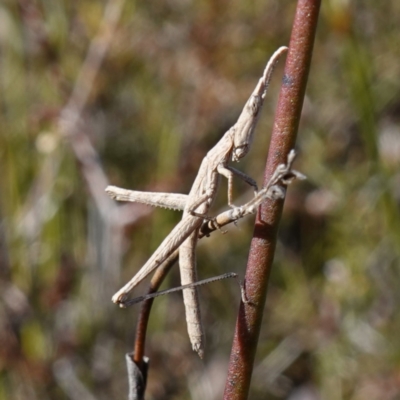 Heide amiculi (Heath Matchstick) at Bulee, NSW - 24 Jul 2024 by RobG1