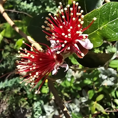 Todea barbara (King Fern) at Bulee, NSW - 24 Jul 2024 by JaneR