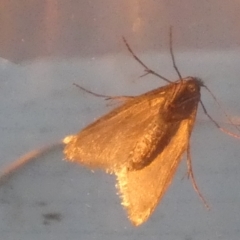 Lepidoscia (genus) ADULT (A Case moth) at Borough, NSW - 24 Jul 2024 by Paul4K