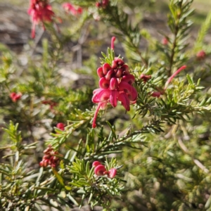 Grevillea sp. at Higgins, ACT - 25 Jul 2024 10:37 AM