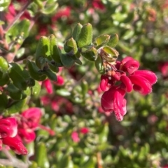 Grevillea baueri (Bauer’s Grevillea) at Sassafras, NSW - 24 Jul 2024 by JaneR