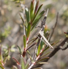 Heide amiculi (Heath Matchstick) at Bulee, NSW - 24 Jul 2024 by RobG1