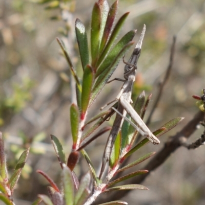 Unidentified Other Wildflower or Herb at Melba, ACT - 16 Nov 2024 by kasiaaus2