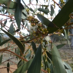 Unidentified Other Wildflower or Herb at Melba, ACT - 21 Nov 2024 by kasiaaus2