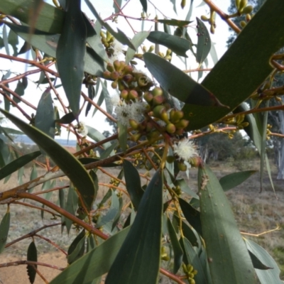 Unidentified Other Wildflower or Herb at Melba, ACT - 21 Nov 2024 by kasiaaus2