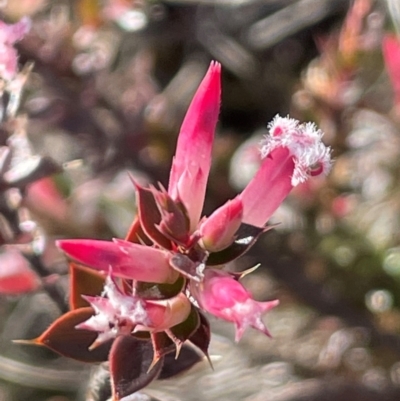 Leucopogon neoanglicus (A Beard-Heath) at Sassafras, NSW - 24 Jul 2024 by JaneR