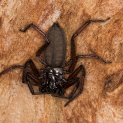 Gnaphosidae or Trochanteriidae (families) (Flat spider) at Belconnen, ACT - 24 Jul 2024 by kasiaaus