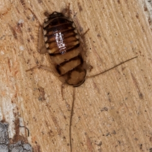 Robshelfordia sp. (genus) at Belconnen, ACT - 24 Jul 2024