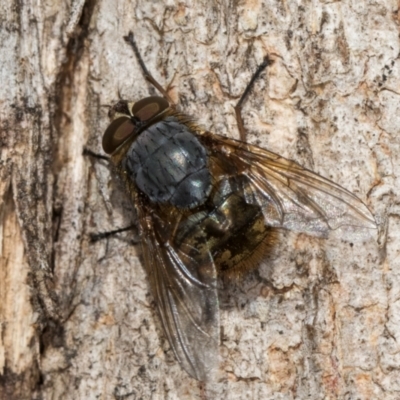 Calliphora stygia (Brown blowfly or Brown bomber) at Fraser, ACT - 24 Jul 2024 by kasiaaus