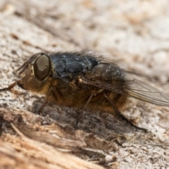 Calliphora stygia at Fraser, ACT - 24 Jul 2024