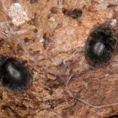 Coccinellidae (family) at Fraser, ACT - 24 Jul 2024 02:02 PM