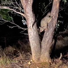 Trichosurus vulpecula (Common Brushtail Possum) at Lower Borough, NSW - 23 Jul 2024 by mcleana