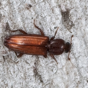 Ascetoderes sp. (genus) at Melba, ACT - 24 Jul 2024 02:18 PM