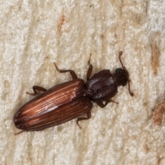 Ascetoderes sp. (genus) at Melba, ACT - 24 Jul 2024 02:18 PM