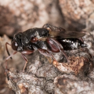 Antrocephalus sp. at Fraser, ACT - 24 Jul 2024 02:30 PM