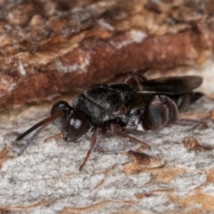 Antrocephalus sp. at Fraser, ACT - 24 Jul 2024