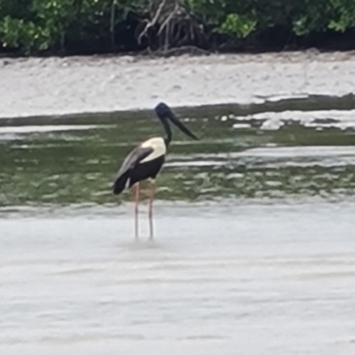 Ephippiorhynchus asiaticus (Black-necked Stork) at Mission River, QLD - 25 Jul 2024 by Mike