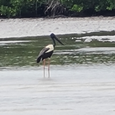 Ephippiorhynchus asiaticus (Black-necked Stork) at Mission River, QLD - 25 Jul 2024 by Mike