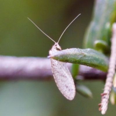 Micromus tasmaniae by KorinneM