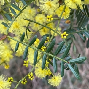 Acacia terminalis at Lower Borough, NSW - 24 Jul 2024 04:00 PM