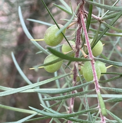 Persoonia linearis (Narrow-leaved Geebung) at Goulburn Mulwaree Council - 24 Jul 2024 by JaneR