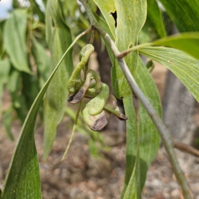 Acacia (genus) (A Wattle) at Lambells Lagoon, NT - 25 Jul 2024 by AliClaw