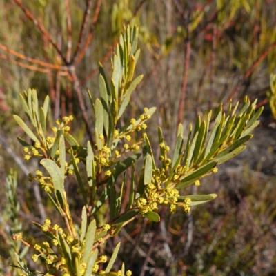 Acacia hamiltoniana at Bulee, NSW - 24 Jul 2024 by RobG1