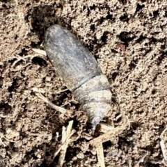 Lepidoptera unclassified IMMATURE (caterpillar or pupa or cocoon) at Aranda, ACT - 25 Jul 2024 by KMcCue