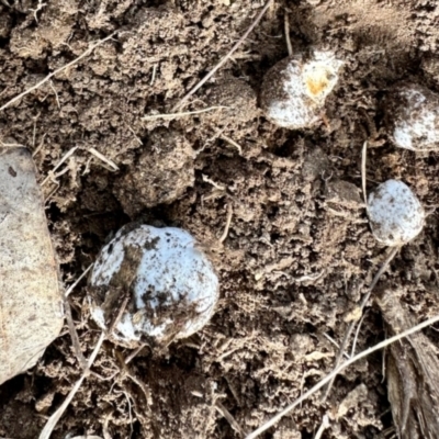 Unverified Fungus at Aranda, ACT - 25 Jul 2024 by KMcCue