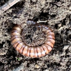 Diplopoda (class) (Unidentified millipede) at Aranda, ACT - 25 Jul 2024 by KMcCue