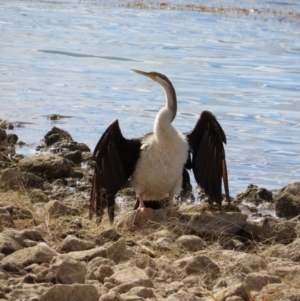 Anhinga novaehollandiae at Hughenden, QLD - 25 Jul 2024 01:27 PM
